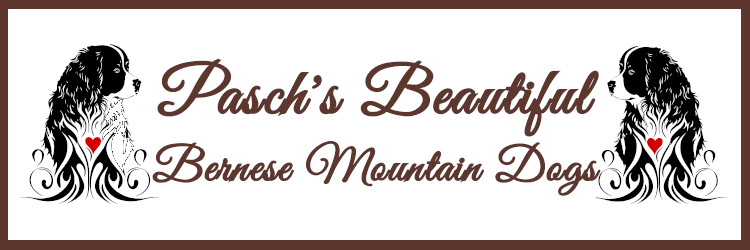 Pasch's Bernese Mountain Dogs